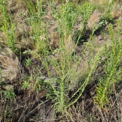 Erigeron bonariensis (Flaxleaf Fleabane) at Wambrook, NSW - 1 Feb 2023 by Mike