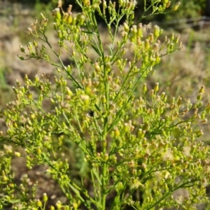 Erigeron canadensis at Wambrook, NSW - 1 Feb 2023