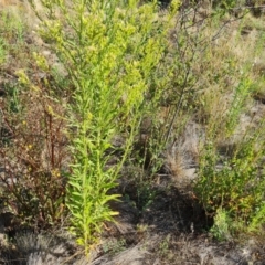 Erigeron canadensis at Wambrook, NSW - 1 Feb 2023