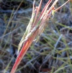 Cymbopogon refractus (Barbed-wire Grass) at Molonglo Valley, ACT - 31 Jan 2023 by sangio7