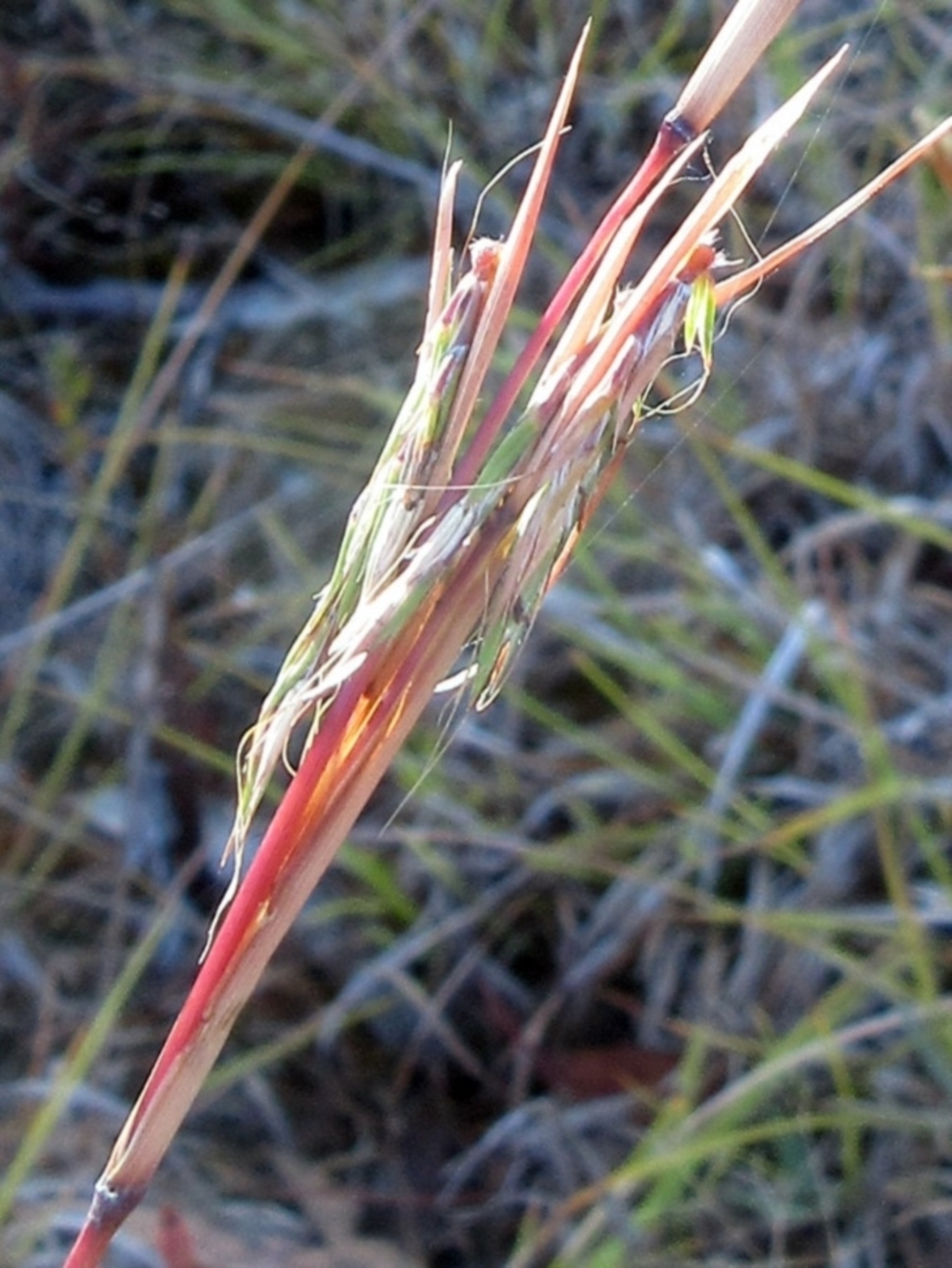 Cymbopogon refractus at Molonglo Valley, ACT - 1 Feb 2023