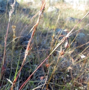 Cymbopogon refractus at Molonglo Valley, ACT - 1 Feb 2023