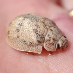 Paropsis charybdis (Eucalyptus leaf beetle) at Murrumbateman, NSW - 1 Feb 2023 by SimoneC