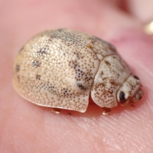 Paropsis charybdis at Murrumbateman, NSW - 1 Feb 2023 12:06 PM