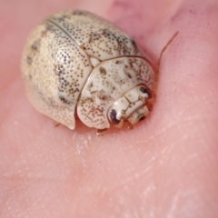 Paropsis charybdis at Murrumbateman, NSW - 1 Feb 2023