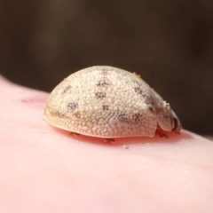 Paropsis charybdis at Murrumbateman, NSW - 1 Feb 2023 12:06 PM