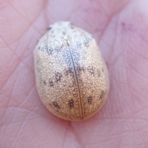 Paropsis charybdis at Murrumbateman, NSW - 1 Feb 2023 12:06 PM