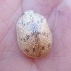 Paropsis charybdis at Murrumbateman, NSW - 1 Feb 2023