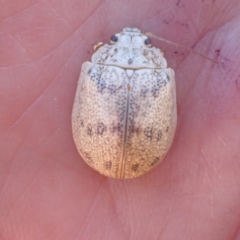 Paropsis charybdis at Murrumbateman, NSW - 1 Feb 2023 12:06 PM