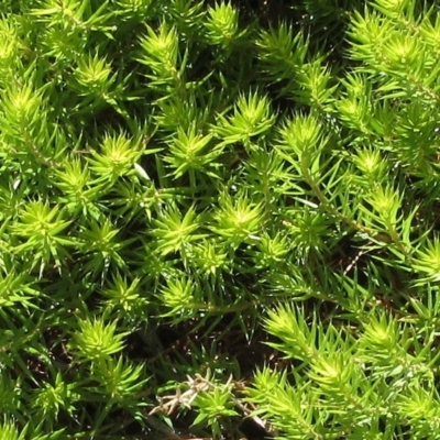 Acrotriche serrulata (Ground-berry) at Molonglo Valley, ACT - 1 Feb 2023 by sangio7