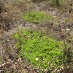 Acrotriche serrulata at Molonglo Valley, ACT - 1 Feb 2023