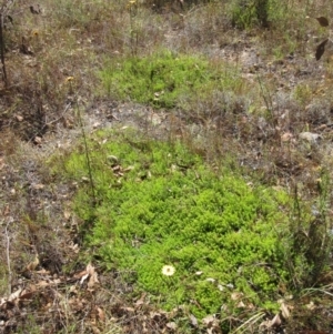 Acrotriche serrulata at Molonglo Valley, ACT - 1 Feb 2023