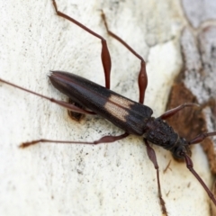 Epithora dorsalis (Longicorn Beetle) at Yarralumla, ACT - 1 Feb 2023 by AlisonMilton