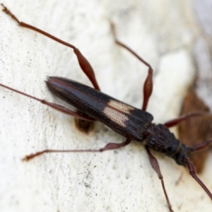 Epithora dorsalis at Yarralumla, ACT - 1 Feb 2023 12:08 PM