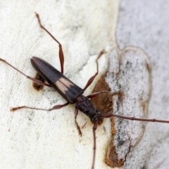 Epithora dorsalis at Yarralumla, ACT - 1 Feb 2023 12:08 PM