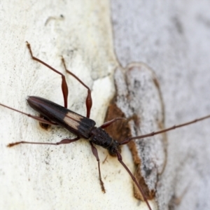 Epithora dorsalis at Yarralumla, ACT - 1 Feb 2023 12:08 PM