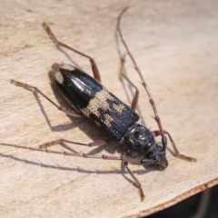 Phoracantha semipunctata (Common Eucalypt Longicorn) at Yarralumla, ACT - 1 Feb 2023 by AlisonMilton