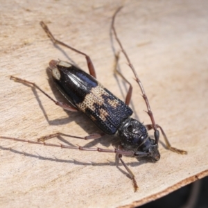 Phoracantha semipunctata at Yarralumla, ACT - 1 Feb 2023