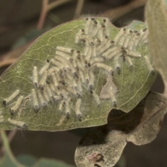 Uraba lugens (Gumleaf Skeletonizer) at Molonglo Valley, ACT - 31 Jan 2023 by AlisonMilton