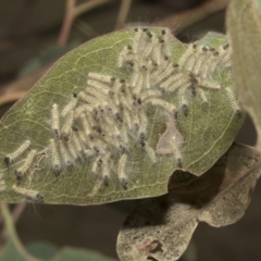 Uraba lugens (Gumleaf Skeletonizer) at Molonglo Valley, ACT - 30 Jan 2023 by AlisonMilton