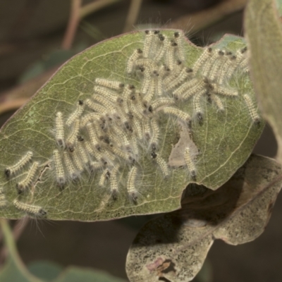 Uraba lugens (Gumleaf Skeletonizer) at Molonglo Valley, ACT - 31 Jan 2023 by AlisonMilton