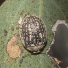 Trachymela sp. (genus) at Molonglo Valley, ACT - 31 Jan 2023