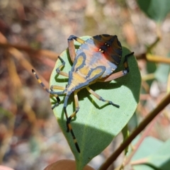 Amorbus alternatus (Eucalyptus Tip Bug) at Yass River, NSW - 31 Jan 2023 by SenexRugosus