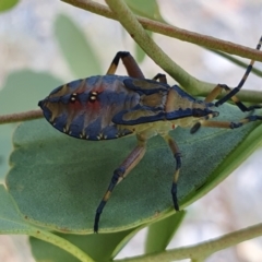 Amorbus alternatus at Yass River, NSW - 31 Jan 2023 11:03 AM