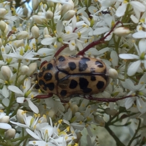 Neorrhina punctata at Paddys River, ACT - 1 Feb 2023