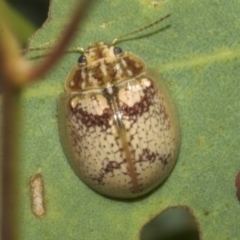 Paropsisterna laesa species complex (Laesa leaf beetle) at Molonglo Valley, ACT - 31 Jan 2023 by AlisonMilton