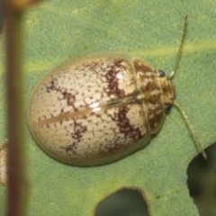 Paropsisterna laesa at Molonglo Valley, ACT - 31 Jan 2023