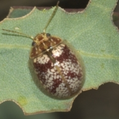 Paropsisterna laesa at Molonglo Valley, ACT - 31 Jan 2023