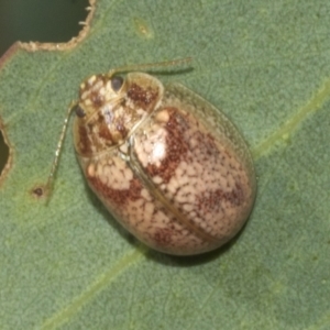 Paropsisterna laesa species complex at Molonglo Valley, ACT - 31 Jan 2023