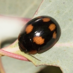 Paropsisterna beata (Blessed Leaf Beetle) at Molonglo Valley, ACT - 31 Jan 2023 by AlisonMilton