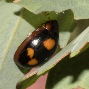 Paropsisterna beata at Molonglo Valley, ACT - 31 Jan 2023