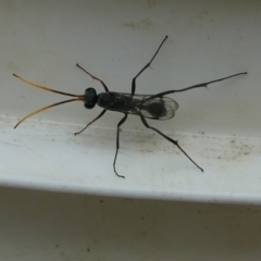 Fabriogenia sp. (genus) (Spider wasp) at Flea Bog Flat to Emu Creek Corridor - 30 Jan 2023 by JohnGiacon