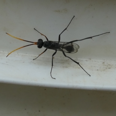 Fabriogenia sp. (genus) (Spider wasp) at Flea Bog Flat to Emu Creek Corridor - 30 Jan 2023 by JohnGiacon