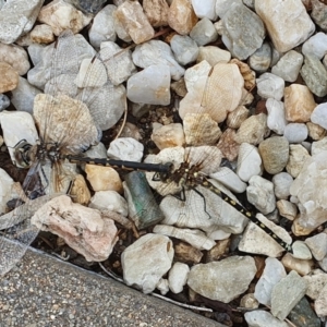 Hemicordulia tau at Yass River, NSW - 31 Jan 2023 11:28 AM