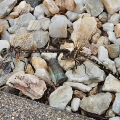 Hemicordulia tau at Yass River, NSW - 31 Jan 2023 11:28 AM