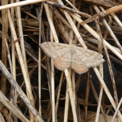 Scopula rubraria (Reddish Wave, Plantain Moth) at Emu Creek - 30 Jan 2023 by JohnGiacon