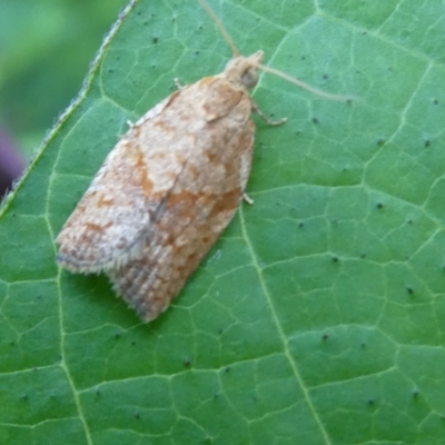 Epiphyas postvittana (Light Brown Apple Moth) at Emu Creek - 30 Jan 2023 by JohnGiacon