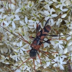 Aridaeus thoracicus (Tiger Longicorn Beetle) at Point Hut to Tharwa - 1 Feb 2023 by michaelb