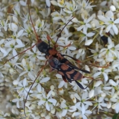 Aridaeus thoracicus at Paddys River, ACT - 1 Feb 2023 07:08 PM