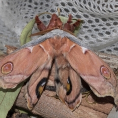 Opodiphthera eucalypti (Emperor Gum Moth) at Molonglo Valley, ACT - 30 Jan 2023 by AlisonMilton