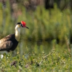 Irediparra gallinacea (Comb-crested Jacana) at Wollogorang, NSW - 1 Feb 2023 by Bigfish69