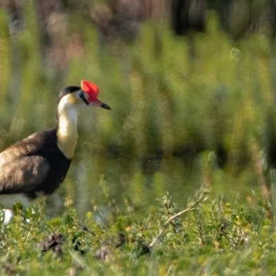 Irediparra gallinacea (Comb-crested Jacana) at Wollogorang, NSW - 1 Feb 2023 by Bigfish69