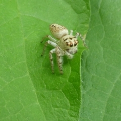 Opisthoncus sp. (genus) (Unidentified Opisthoncus jumping spider) at Flea Bog Flat to Emu Creek Corridor - 31 Jan 2023 by JohnGiacon