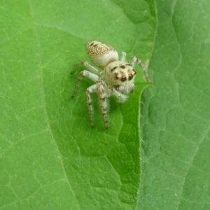 Opisthoncus sp. (genus) at Belconnen, ACT - 31 Jan 2023