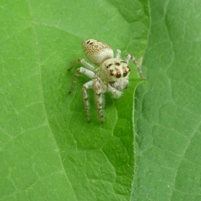 Opisthoncus sp. (genus) (Unidentified Opisthoncus jumping spider) at Belconnen, ACT - 31 Jan 2023 by JohnGiacon