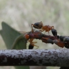 Camponotus consobrinus (Banded sugar ant) at Emu Creek - 31 Jan 2023 by JohnGiacon